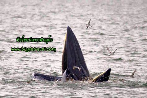 Biggie Travel ตอน เทศกาลชมปลาวาฬบลูด้า เดินทาง 09ตค. ราคา 2,500 จอง 0909592429