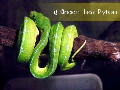 10.งู Green Tea Python